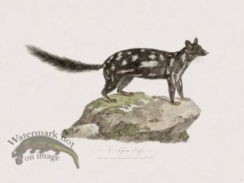 59 New Holland Caffowary